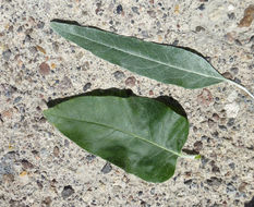 Image of Russian olive