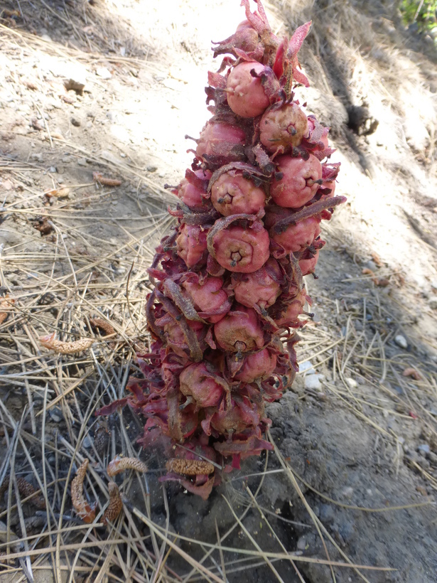 Image of snowplant