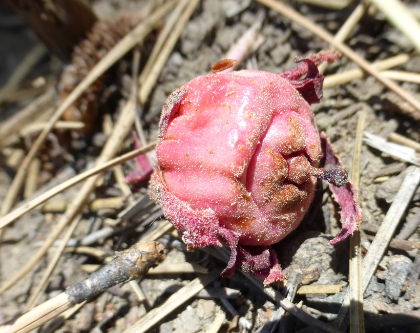 Image of snowplant