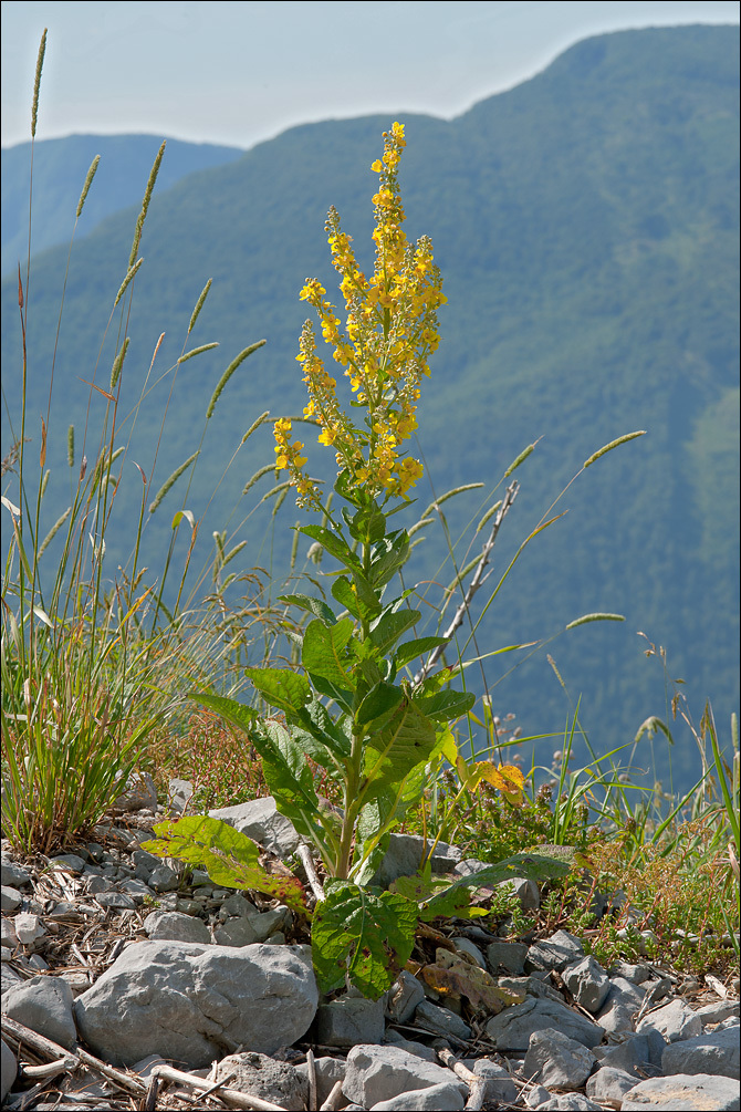 Image of white mullein