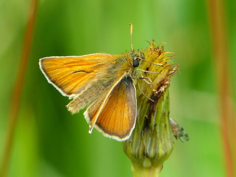 Image of small skipper