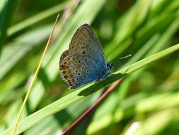 Plancia ëd Plebejus argus (Linnaeus 1758)