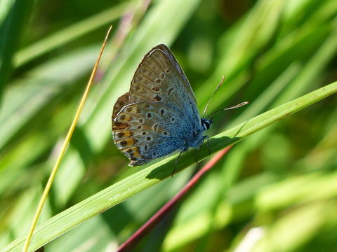 Imagem de Plebejus argus (Linnaeus 1758)