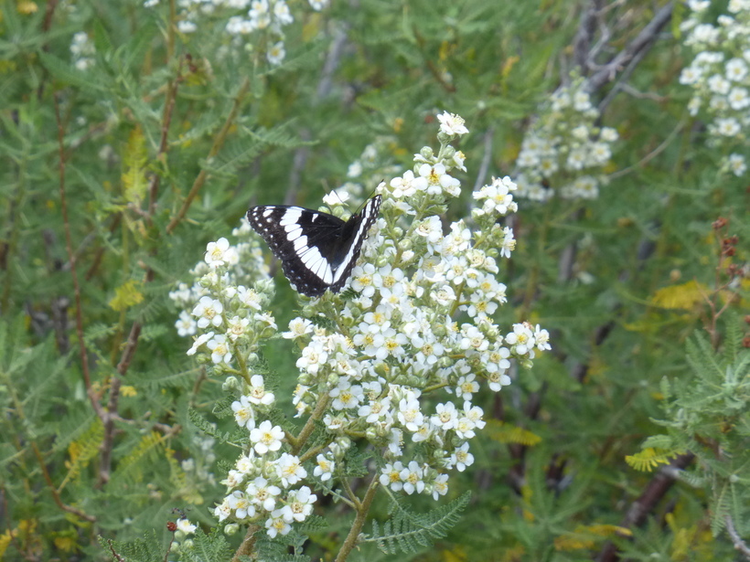 Chamaebatiaria millefolium (Torr.) Maxim. resmi