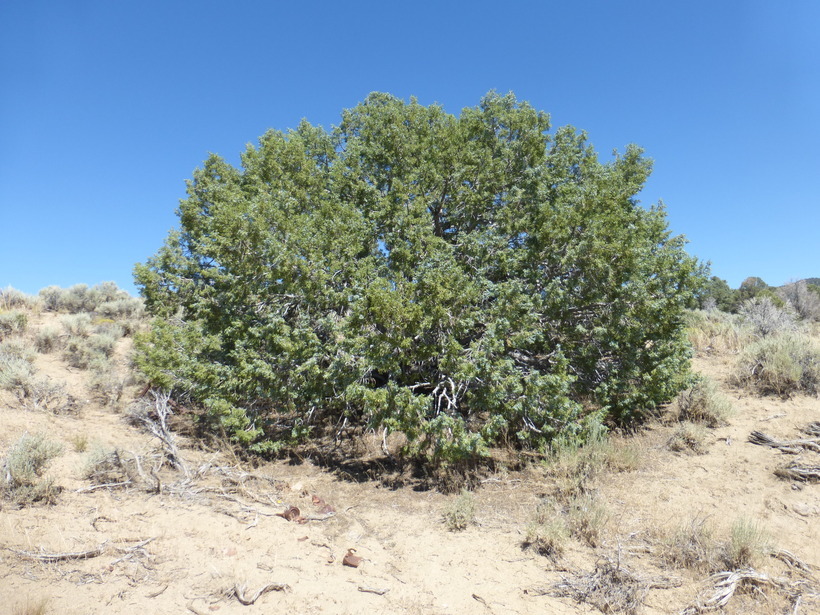 Image of Bigberry Juniper