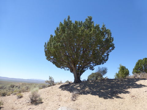 Juniperus osteosperma (Torr.) Little的圖片