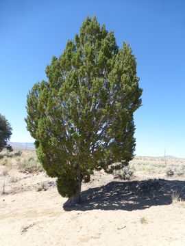 Juniperus osteosperma (Torr.) Little的圖片