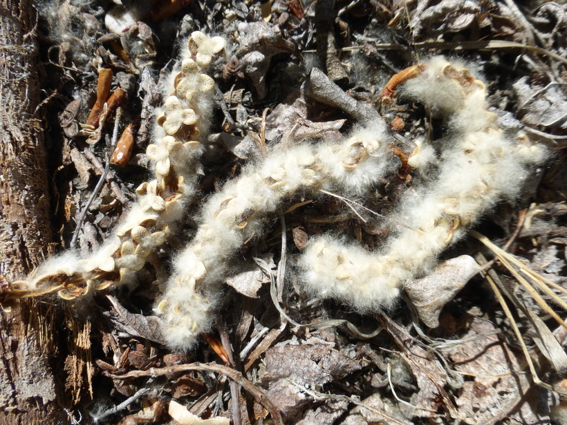 Image of Black Cottonwood