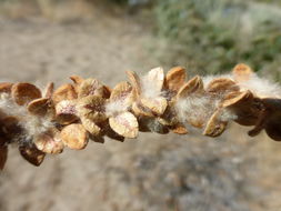 Image of Black Cottonwood