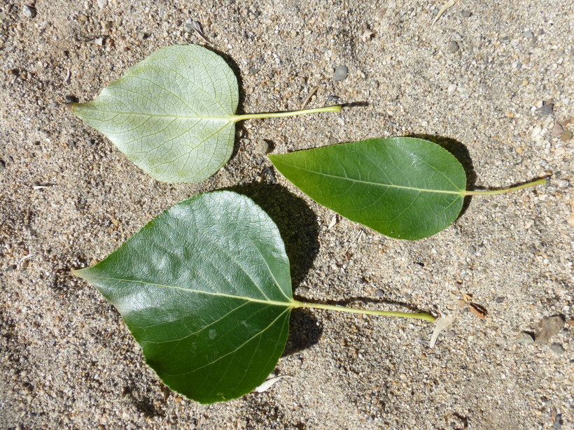 Image of Black Cottonwood