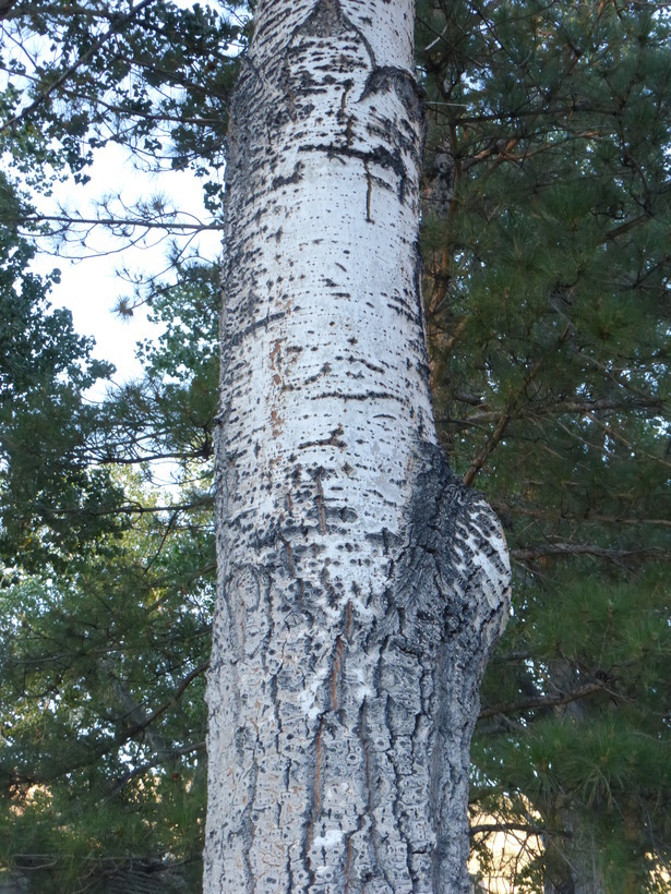 Image of White Poplar