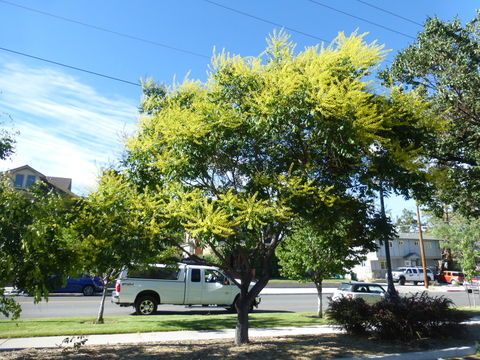 Image of Golden-rain tree