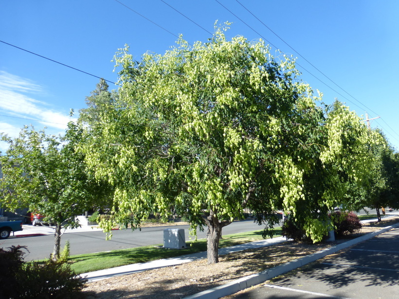 Image of Golden-rain tree