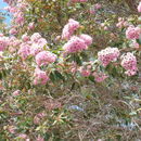 Image de Corymbia calophylla (Lindl.) K. D. Hill & L. A. S. Johnson