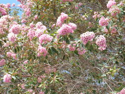 Image of redgum