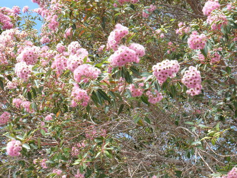 Imagem de Corymbia calophylla (Lindl.) K. D. Hill & L. A. S. Johnson