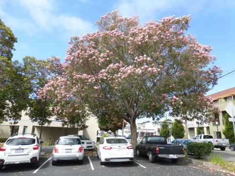 صورة Corymbia calophylla (Lindl.) K. D. Hill & L. A. S. Johnson