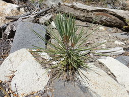 Image of Jeffrey Pine