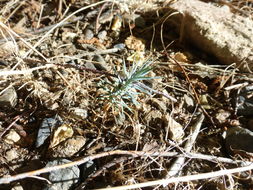 Image of singleleaf pinyon