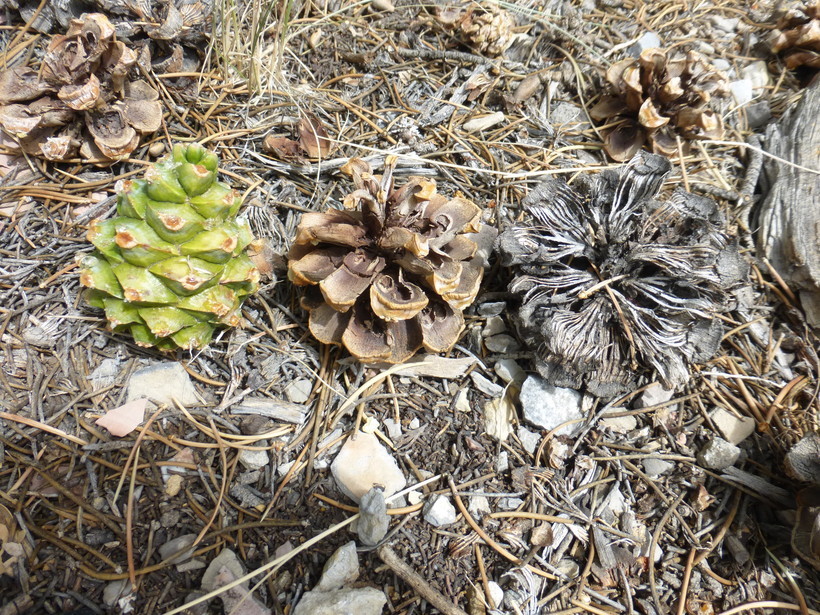 Image of singleleaf pinyon