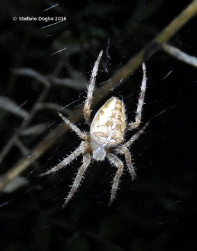 Image of Garden spider