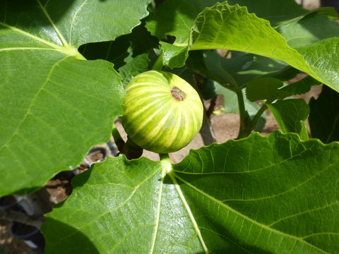 Imagem de Ficus carica L.