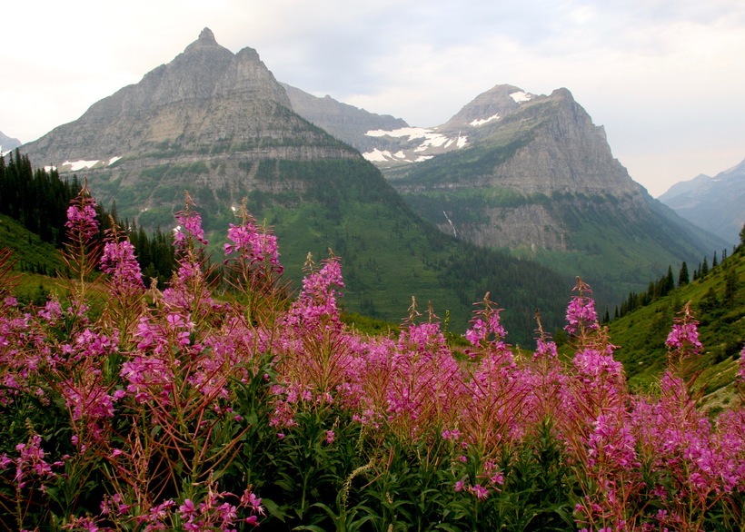 Imagem de Epilobium angustifolium L.