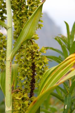 Image of False Hellebore