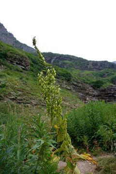 Слика од Veratrum viride Aiton