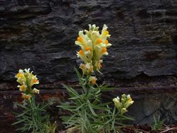 Plancia ëd Linaria vulgaris Mill.