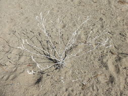 Image of giant blazing star