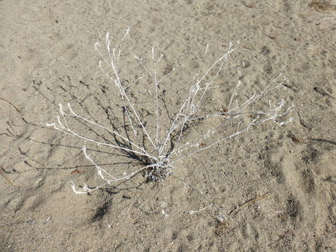 Image of giant blazing star