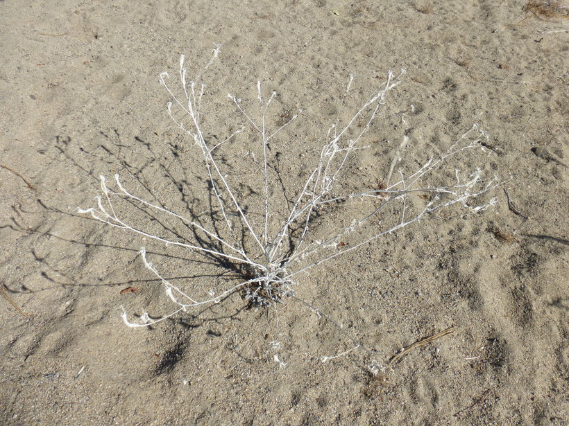 Image of giant blazing star