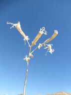 Image of giant blazing star