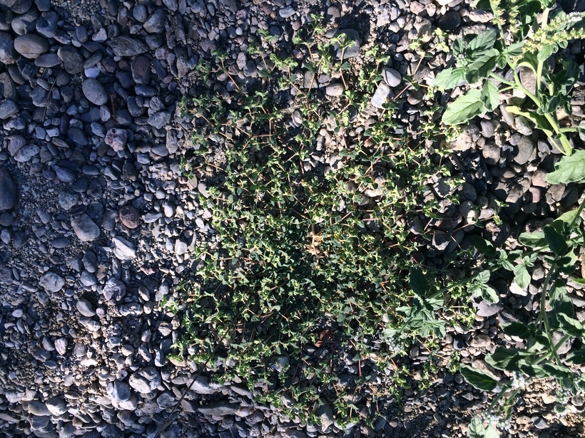 Sivun Euphorbia ocellata subsp. rattanii (S. Watson) Oudejans kuva