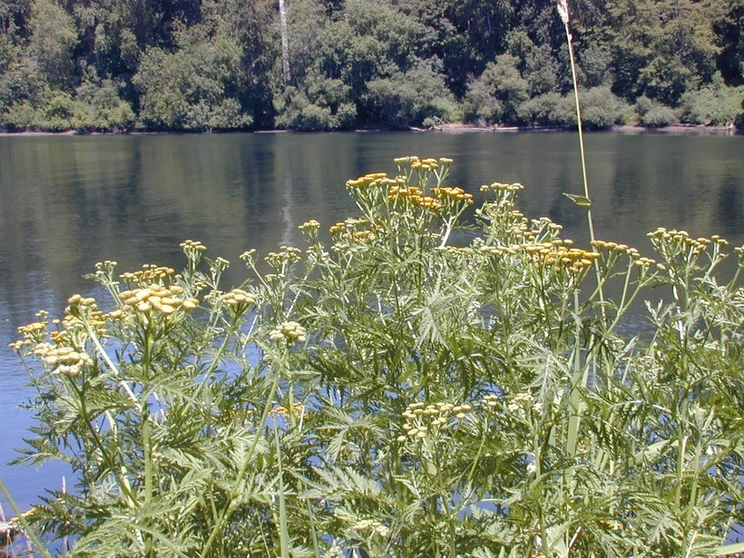 Plancia ëd Tanacetum vulgare L.