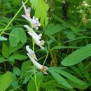 Image de Corydalis scouleri Hook.