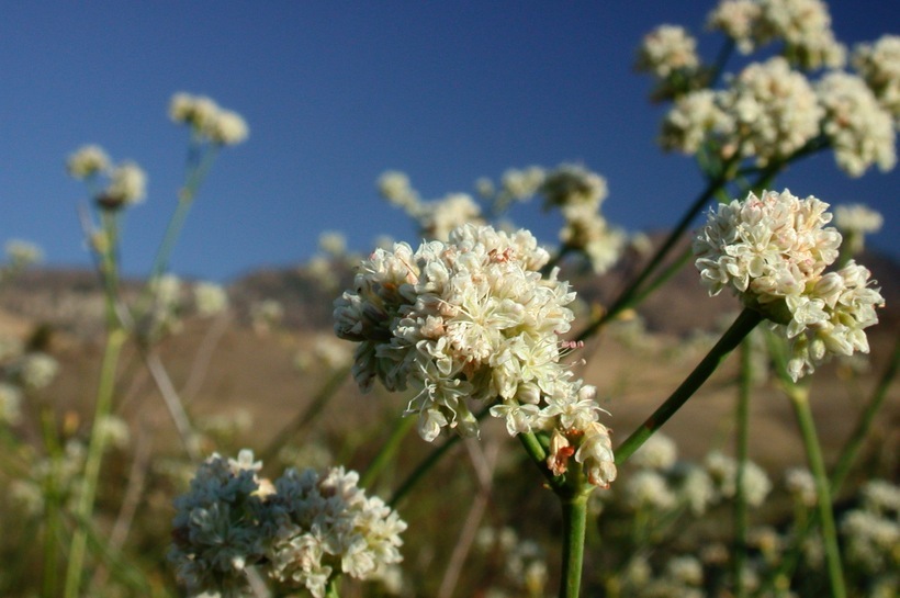 صورة Eriogonum elatum Dougl. ex Benth.