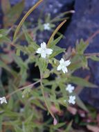 Image of glaucus willowherb