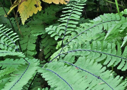 Image of Aleutian maidenhair