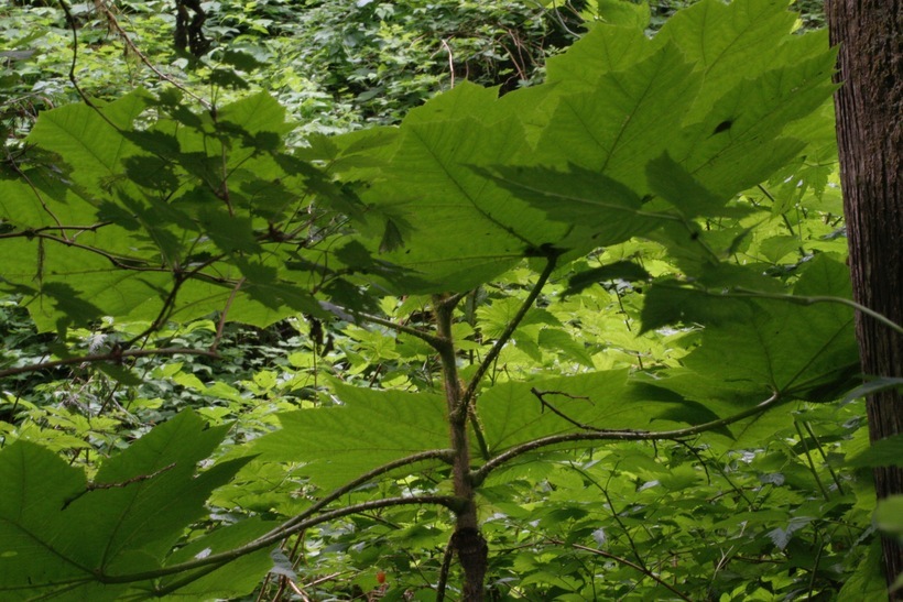 Слика од Oplopanax horridus (Sm.) Miq.