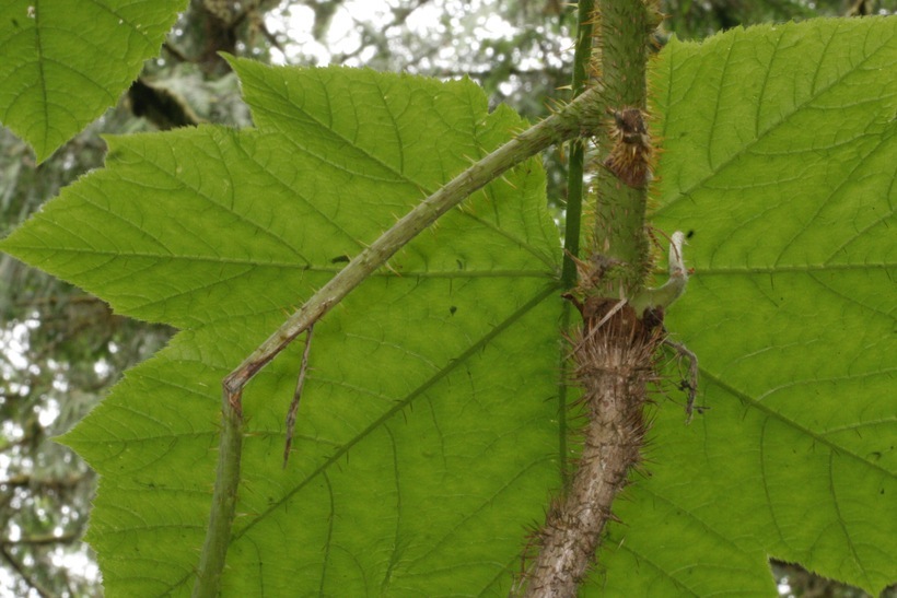 Слика од Oplopanax horridus (Sm.) Miq.