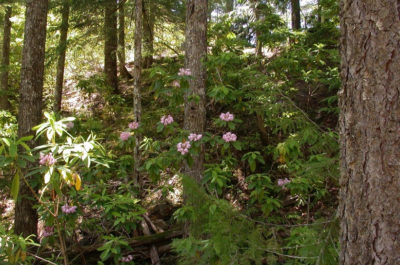 Image of Pacific rhododendron