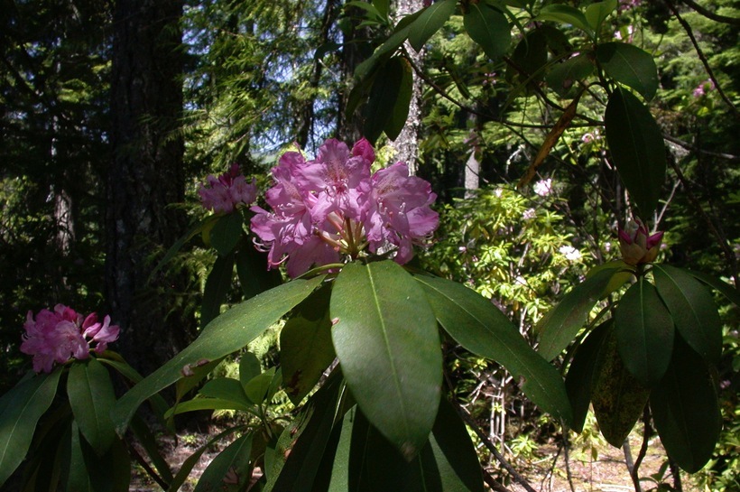 Image of Pacific rhododendron