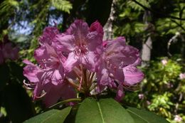 Image of Pacific rhododendron