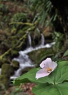 Imagem de Trillium chloropetalum (Torr.) Howell