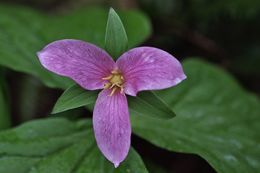 Imagem de Trillium chloropetalum (Torr.) Howell