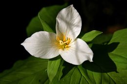 Imagem de Trillium chloropetalum (Torr.) Howell