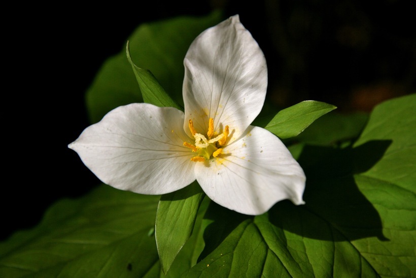 Image of giant wakerobin