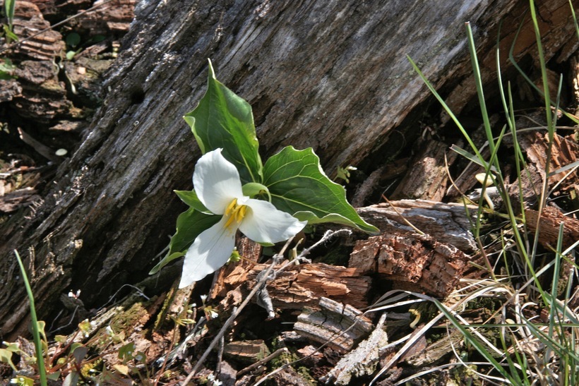 Image of giant wakerobin